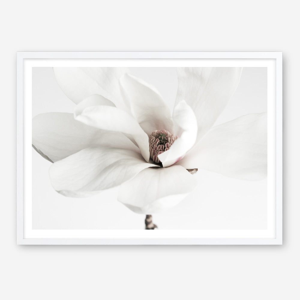 Shop White Magnolia Flower Photo Art Print a floral themed photography wall art print from The Print Emporium wall artwork collection - Buy Australian made fine art poster and framed prints for the home and your interior decor room, TPE-591-AP