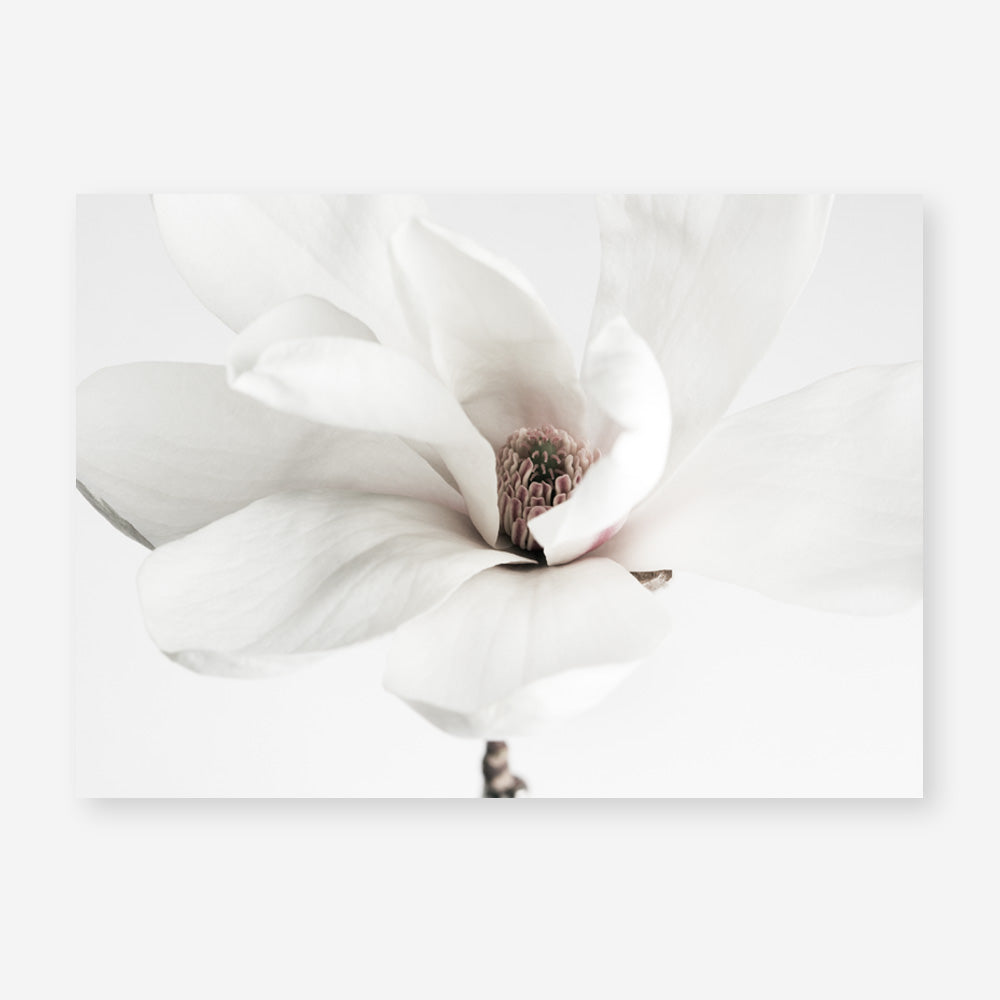 Shop White Magnolia Flower Photo Art Print a floral themed photography wall art print from The Print Emporium wall artwork collection - Buy Australian made fine art poster and framed prints for the home and your interior decor room, TPE-591-AP