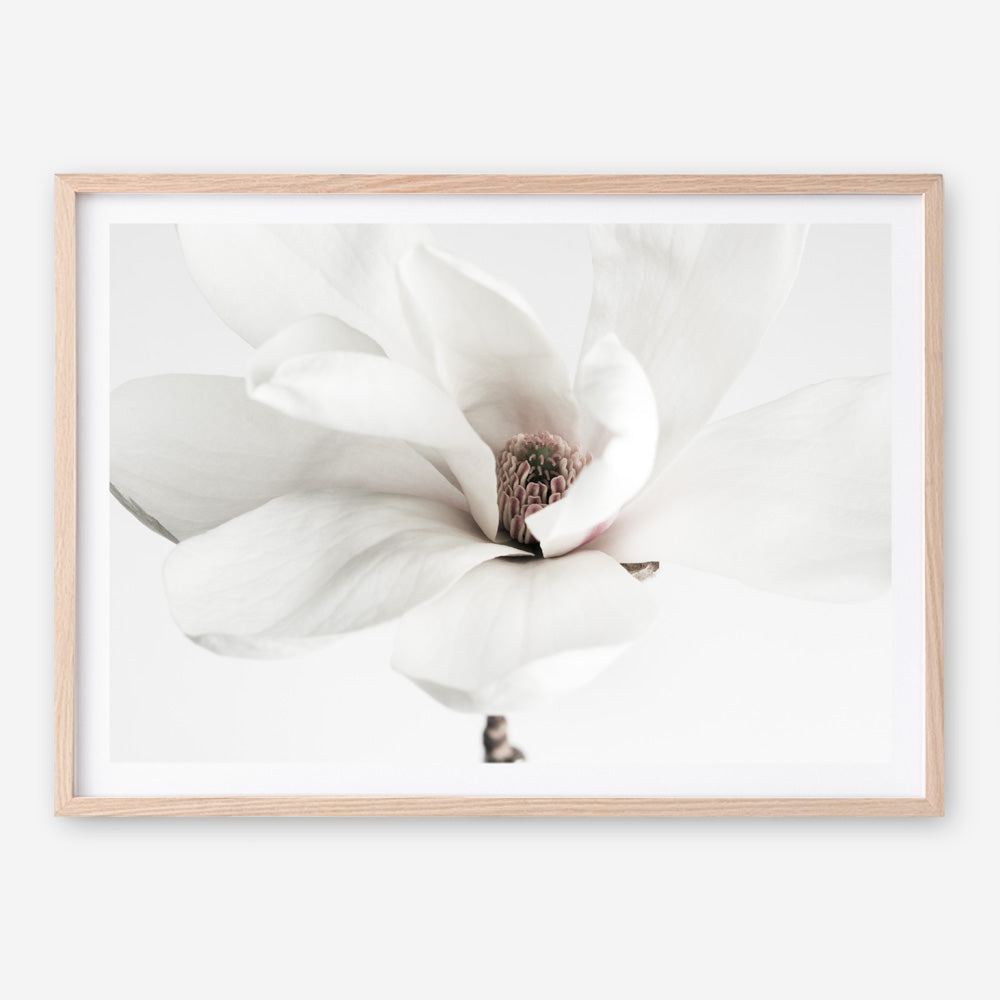 Shop White Magnolia Flower Photo Art Print a floral themed photography wall art print from The Print Emporium wall artwork collection - Buy Australian made fine art poster and framed prints for the home and your interior decor room, TPE-591-AP