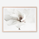 Shop White Magnolia Flower Photo Art Print a floral themed photography wall art print from The Print Emporium wall artwork collection - Buy Australian made fine art poster and framed prints for the home and your interior decor room, TPE-591-AP