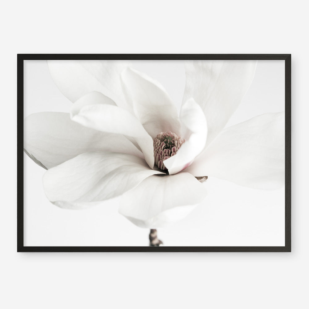 Shop White Magnolia Flower Photo Art Print a floral themed photography wall art print from The Print Emporium wall artwork collection - Buy Australian made fine art poster and framed prints for the home and your interior decor room, TPE-591-AP
