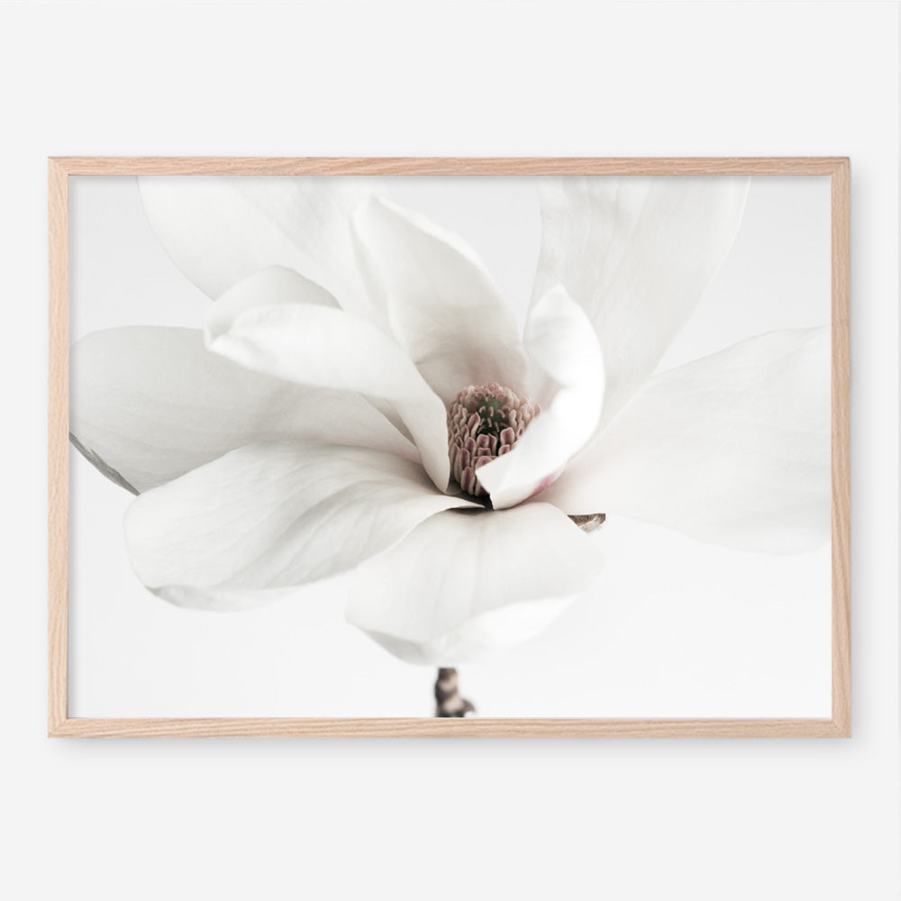 Shop White Magnolia Flower Photo Art Print a floral themed photography wall art print from The Print Emporium wall artwork collection - Buy Australian made fine art poster and framed prints for the home and your interior decor room, TPE-591-AP