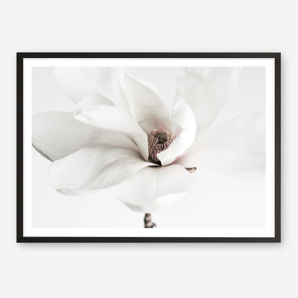 Shop White Magnolia Flower Photo Art Print a floral themed photography wall art print from The Print Emporium wall artwork collection - Buy Australian made fine art poster and framed prints for the home and your interior decor room, TPE-591-AP