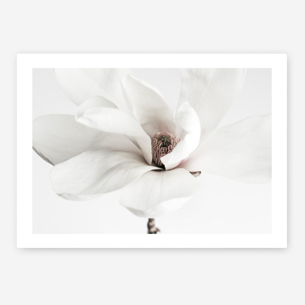 Shop White Magnolia Flower Photo Art Print a floral themed photography wall art print from The Print Emporium wall artwork collection - Buy Australian made fine art poster and framed prints for the home and your interior decor room, TPE-591-AP
