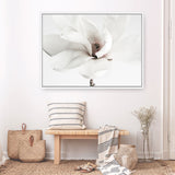 Shop White Magnolia Flower Photo Canvas Print a floral themed photography framed stretched canvas print from The Print Emporium wall artwork collection - Buy Australian made prints for the home and your interior decor space, TPE-591-CA-35X46-NF