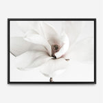 Shop White Magnolia Flower Photo Canvas Print a floral themed photography framed stretched canvas print from The Print Emporium wall artwork collection - Buy Australian made prints for the home and your interior decor space, TPE-591-CA-35X46-NF