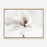 Shop White Magnolia Flower Photo Canvas Print a floral themed photography framed stretched canvas print from The Print Emporium wall artwork collection - Buy Australian made prints for the home and your interior decor space, TPE-591-CA-35X46-NF