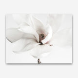 Shop White Magnolia Flower Photo Canvas Print a floral themed photography framed stretched canvas print from The Print Emporium wall artwork collection - Buy Australian made prints for the home and your interior decor space, TPE-591-CA-35X46-NF