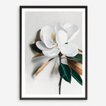 Shop White Magnolia I Art Print a floral themed painted wall art print from The Print Emporium wall artwork collection - Buy Australian made fine art painting style poster and framed prints for the home and your interior decor room, TPE-668-AP