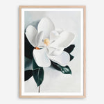 Shop White Magnolia II Art Print a floral themed painted wall art print from The Print Emporium wall artwork collection - Buy Australian made fine art painting style poster and framed prints for the home and your interior decor room, TPE-669-AP