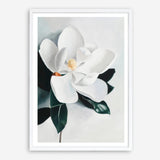Shop White Magnolia II Art Print a floral themed painted wall art print from The Print Emporium wall artwork collection - Buy Australian made fine art painting style poster and framed prints for the home and your interior decor room, TPE-669-AP