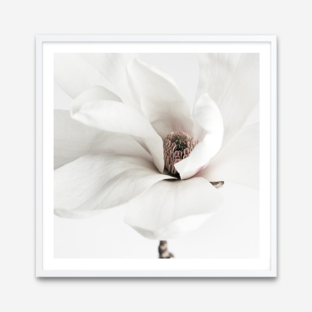 Shop White Magnolia (Square) Photo Art Print a floral themed photography wall art print from The Print Emporium wall artwork collection - Buy Australian made fine art poster and framed prints for the home and your interior decor room, TPE-629-AP