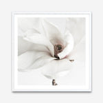 Shop White Magnolia (Square) Photo Art Print a floral themed photography wall art print from The Print Emporium wall artwork collection - Buy Australian made fine art poster and framed prints for the home and your interior decor room, TPE-629-AP
