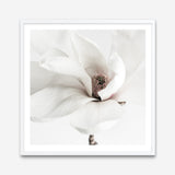 Shop White Magnolia (Square) Photo Art Print a floral themed photography wall art print from The Print Emporium wall artwork collection - Buy Australian made fine art poster and framed prints for the home and your interior decor room, TPE-629-AP
