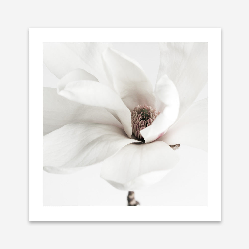 Shop White Magnolia (Square) Photo Art Print a floral themed photography wall art print from The Print Emporium wall artwork collection - Buy Australian made fine art poster and framed prints for the home and your interior decor room, TPE-629-AP