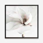 Shop White Magnolia (Square) Photo Art Print a floral themed photography wall art print from The Print Emporium wall artwork collection - Buy Australian made fine art poster and framed prints for the home and your interior decor room, TPE-629-AP