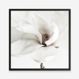 Shop White Magnolia (Square) Photo Art Print a floral themed photography wall art print from The Print Emporium wall artwork collection - Buy Australian made fine art poster and framed prints for the home and your interior decor room, TPE-629-AP
