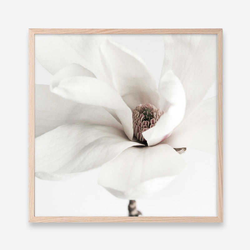 Shop White Magnolia (Square) Photo Art Print a floral themed photography wall art print from The Print Emporium wall artwork collection - Buy Australian made fine art poster and framed prints for the home and your interior decor room, TPE-629-AP