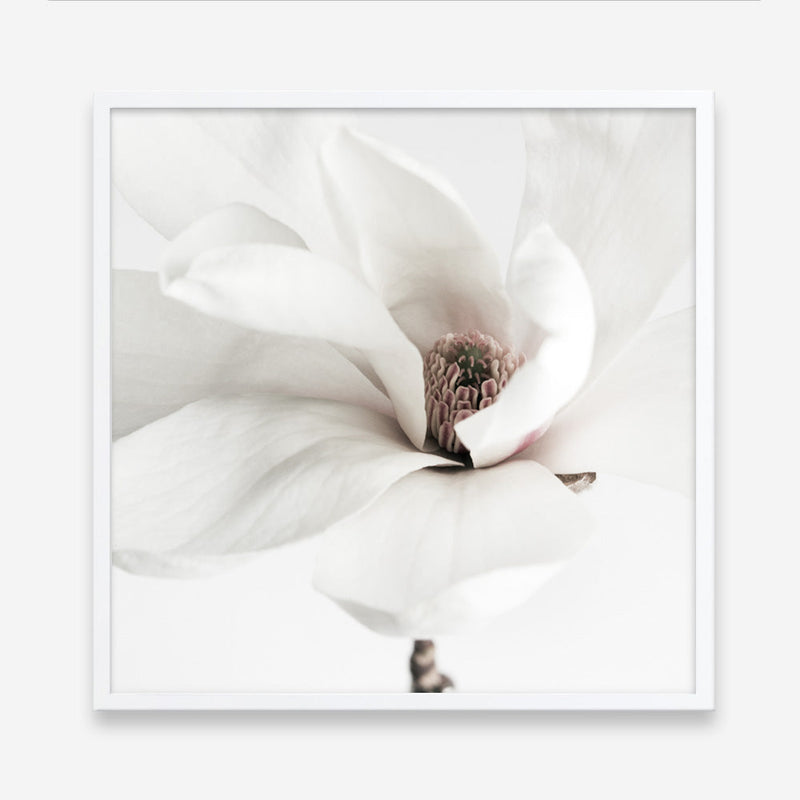 Shop White Magnolia (Square) Photo Art Print a floral themed photography wall art print from The Print Emporium wall artwork collection - Buy Australian made fine art poster and framed prints for the home and your interior decor room, TPE-629-AP