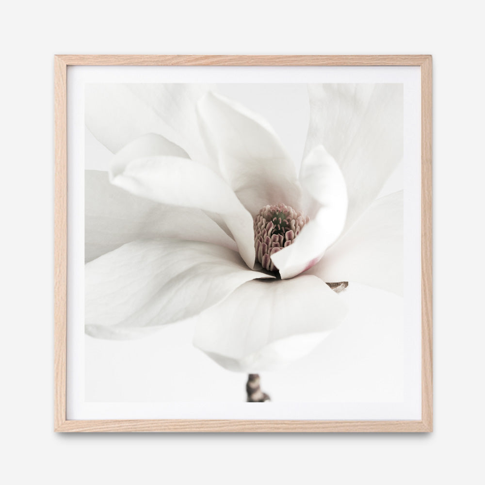 Shop White Magnolia (Square) Photo Art Print a floral themed photography wall art print from The Print Emporium wall artwork collection - Buy Australian made fine art poster and framed prints for the home and your interior decor room, TPE-629-AP