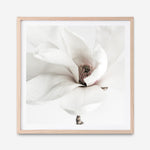 Shop White Magnolia (Square) Photo Art Print a floral themed photography wall art print from The Print Emporium wall artwork collection - Buy Australian made fine art poster and framed prints for the home and your interior decor room, TPE-629-AP