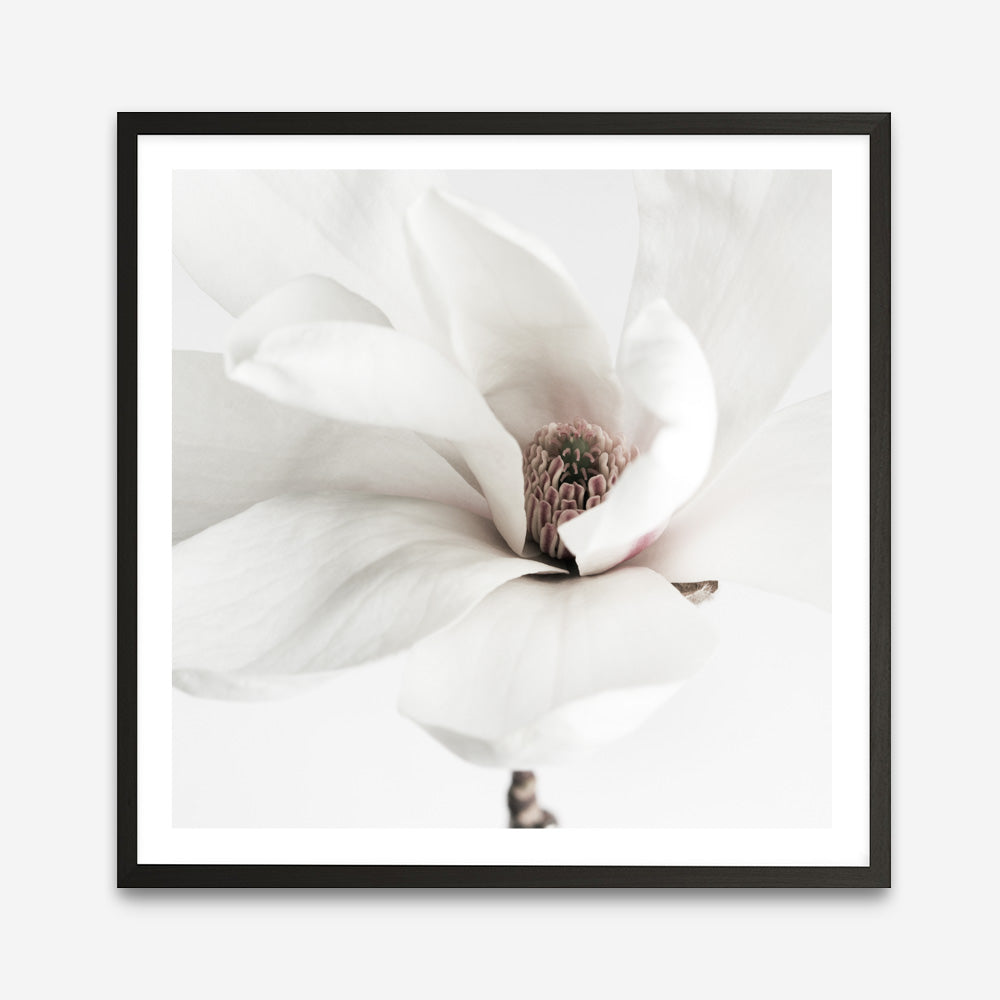 Shop White Magnolia (Square) Photo Art Print a floral themed photography wall art print from The Print Emporium wall artwork collection - Buy Australian made fine art poster and framed prints for the home and your interior decor room, TPE-629-AP