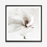 Shop White Magnolia (Square) Photo Art Print a floral themed photography wall art print from The Print Emporium wall artwork collection - Buy Australian made fine art poster and framed prints for the home and your interior decor room, TPE-629-AP