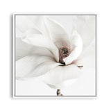 Shop White Magnolia (Square) Photo Canvas a photography framed stretched canvas print from The Print Emporium wall artwork collection - Buy Australian made prints for the home and your interior decor space, TPE-629-CA-40X40-NF