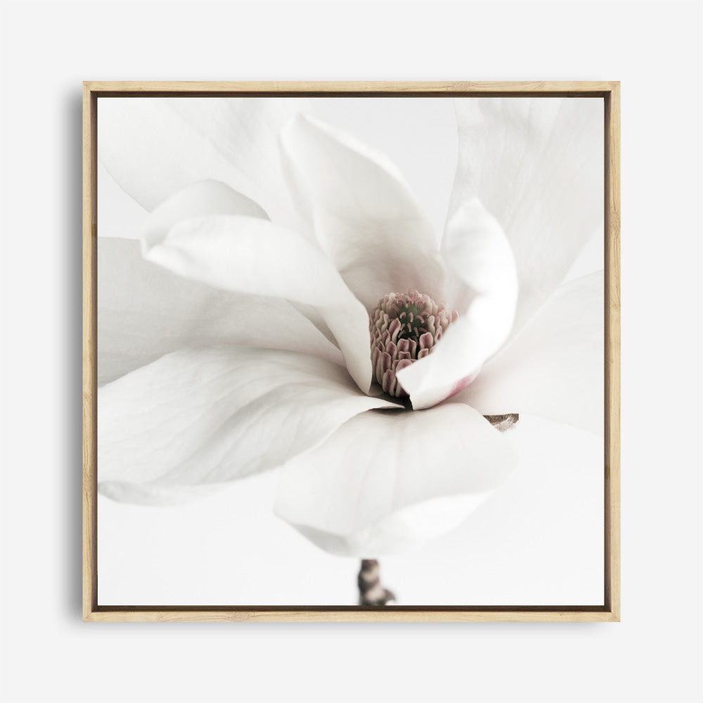 Shop White Magnolia (Square) Photo Canvas a photography framed stretched canvas print from The Print Emporium wall artwork collection - Buy Australian made prints for the home and your interior decor space, TPE-629-CA-40X40-NF