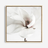 Shop White Magnolia (Square) Photo Canvas a photography framed stretched canvas print from The Print Emporium wall artwork collection - Buy Australian made prints for the home and your interior decor space, TPE-629-CA-40X40-NF