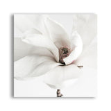 Shop White Magnolia (Square) Photo Canvas a photography framed stretched canvas print from The Print Emporium wall artwork collection - Buy Australian made prints for the home and your interior decor space, TPE-629-CA-40X40-NF