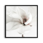 Shop White Magnolia (Square) Photo Canvas a photography framed stretched canvas print from The Print Emporium wall artwork collection - Buy Australian made prints for the home and your interior decor space, TPE-629-CA-40X40-NF