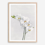 Shop White Orchid Stems Art Print a floral themed painted wall art print from The Print Emporium wall artwork collection - Buy Australian made fine art painting style poster and framed prints for the home and your interior decor room, TPE-281-AP