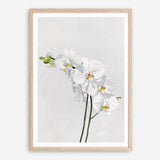 Shop White Orchid Stems Art Print a floral themed painted wall art print from The Print Emporium wall artwork collection - Buy Australian made fine art painting style poster and framed prints for the home and your interior decor room, TPE-281-AP
