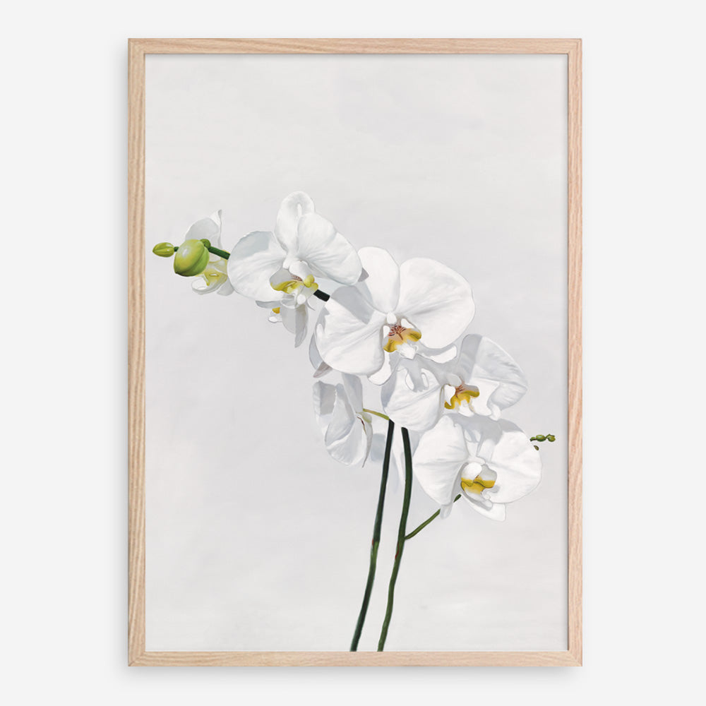 Shop White Orchid Stems Art Print a floral themed painted wall art print from The Print Emporium wall artwork collection - Buy Australian made fine art painting style poster and framed prints for the home and your interior decor room, TPE-281-AP