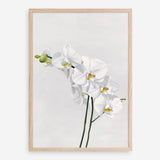 Shop White Orchid Stems Art Print a floral themed painted wall art print from The Print Emporium wall artwork collection - Buy Australian made fine art painting style poster and framed prints for the home and your interior decor room, TPE-281-AP