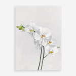 Shop White Orchid Stems Art Print a floral themed painted wall art print from The Print Emporium wall artwork collection - Buy Australian made fine art painting style poster and framed prints for the home and your interior decor room, TPE-281-AP