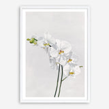 Shop White Orchid Stems Art Print a floral themed painted wall art print from The Print Emporium wall artwork collection - Buy Australian made fine art painting style poster and framed prints for the home and your interior decor room, TPE-281-AP
