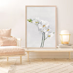 Shop White Orchid Stems Art Print a floral themed painted wall art print from The Print Emporium wall artwork collection - Buy Australian made fine art painting style poster and framed prints for the home and your interior decor room, TPE-281-AP