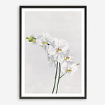 Shop White Orchid Stems Art Print a floral themed painted wall art print from The Print Emporium wall artwork collection - Buy Australian made fine art painting style poster and framed prints for the home and your interior decor room, TPE-281-AP