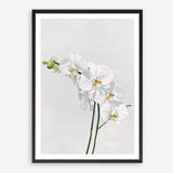 Shop White Orchid Stems Art Print a floral themed painted wall art print from The Print Emporium wall artwork collection - Buy Australian made fine art painting style poster and framed prints for the home and your interior decor room, TPE-281-AP