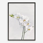 Shop White Orchid Stems Art Print a floral themed painted wall art print from The Print Emporium wall artwork collection - Buy Australian made fine art painting style poster and framed prints for the home and your interior decor room, TPE-281-AP