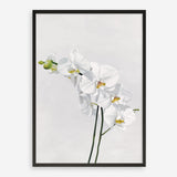 Shop White Orchid Stems Art Print a floral themed painted wall art print from The Print Emporium wall artwork collection - Buy Australian made fine art painting style poster and framed prints for the home and your interior decor room, TPE-281-AP