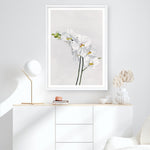 Shop White Orchid Stems Art Print a floral themed painted wall art print from The Print Emporium wall artwork collection - Buy Australian made fine art painting style poster and framed prints for the home and your interior decor room, TPE-281-AP
