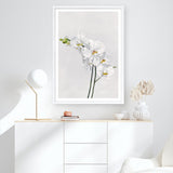 Shop White Orchid Stems Art Print a floral themed painted wall art print from The Print Emporium wall artwork collection - Buy Australian made fine art painting style poster and framed prints for the home and your interior decor room, TPE-281-AP