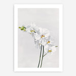 Shop White Orchid Stems Art Print a floral themed painted wall art print from The Print Emporium wall artwork collection - Buy Australian made fine art painting style poster and framed prints for the home and your interior decor room, TPE-281-AP