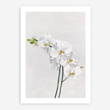 Shop White Orchid Stems Art Print a floral themed painted wall art print from The Print Emporium wall artwork collection - Buy Australian made fine art painting style poster and framed prints for the home and your interior decor room, TPE-281-AP