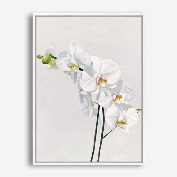 Shop White Orchid Stems Canvas Print a floral themed painted framed canvas wall art print from The Print Emporium artwork collection - Buy Australian made fine art painting style stretched canvas prints for the home and your interior decor space, TPE-281-CA-35X46-NF