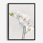 Shop White Orchid Stems Canvas Print a floral themed painted framed canvas wall art print from The Print Emporium artwork collection - Buy Australian made fine art painting style stretched canvas prints for the home and your interior decor space, TPE-281-CA-35X46-NF