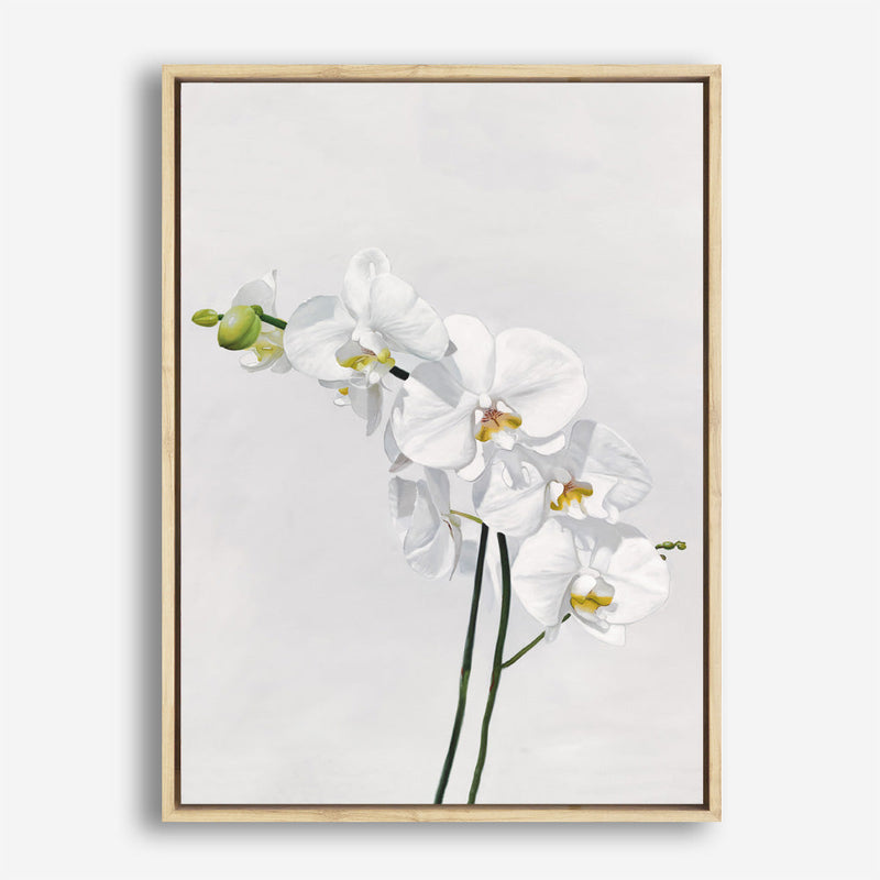 Shop White Orchid Stems Canvas Print a floral themed painted framed canvas wall art print from The Print Emporium artwork collection - Buy Australian made fine art painting style stretched canvas prints for the home and your interior decor space, TPE-281-CA-35X46-NF